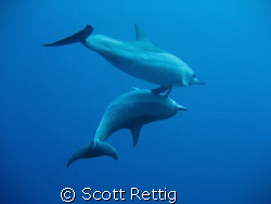 Aww.......Holding Flippers ! by Scott Rettig 